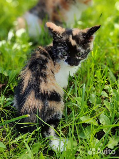 Трёхцветный котенок девочка в добрые руки