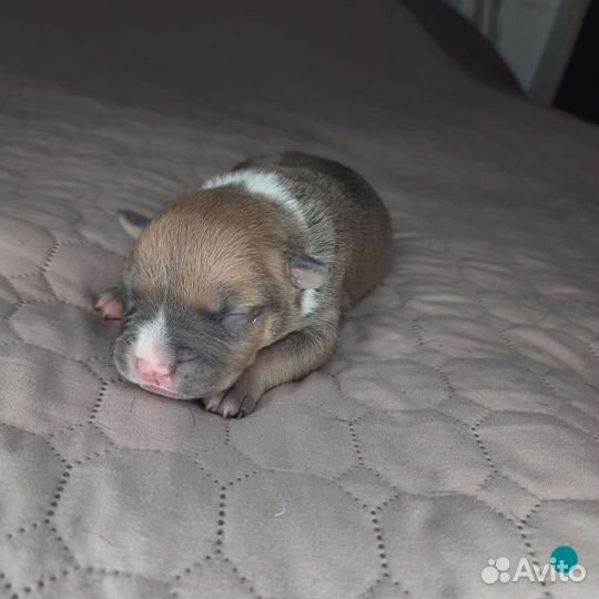 Щенки американского булли