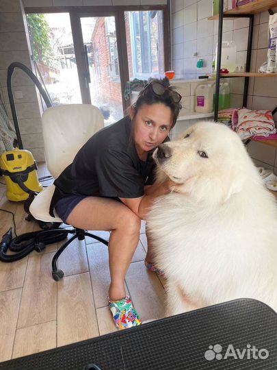 Стрижка собак и кошек (Грумер)