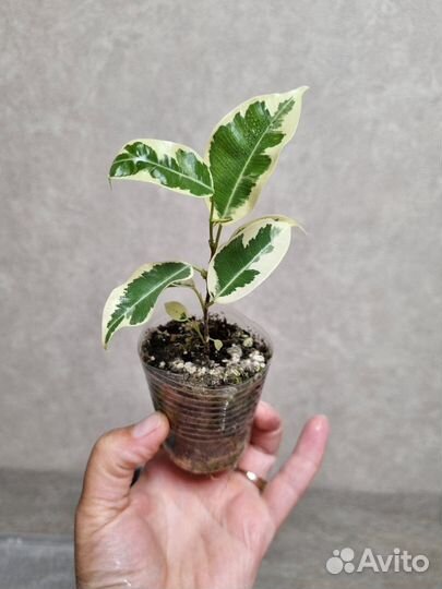 Фикус бенджамина де гантель