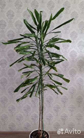 Продам цветы комнатные