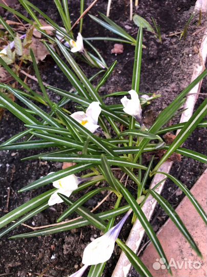 Рябчик, хосты, примулы, ирисы, флоксы, спирея