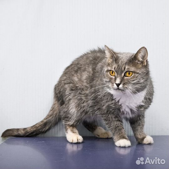 Ласкуше Шанечке очень нужен дом