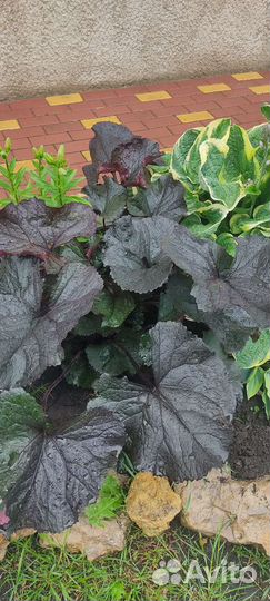 Бузульник Брит Мари Крауфорд