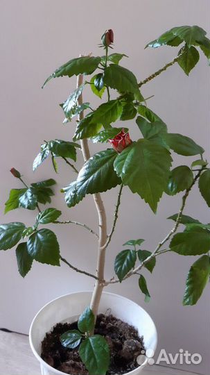 Гибискус цветущий