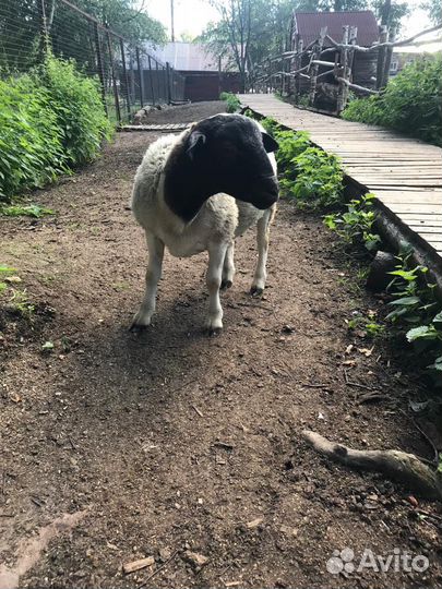 Баран Дорпер