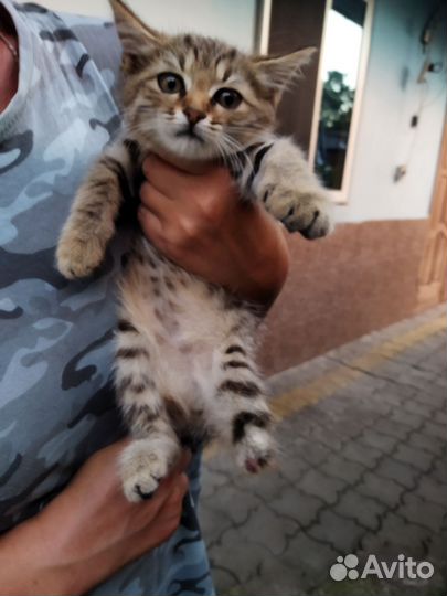 Кошка(без лапки) в дар бесплатно