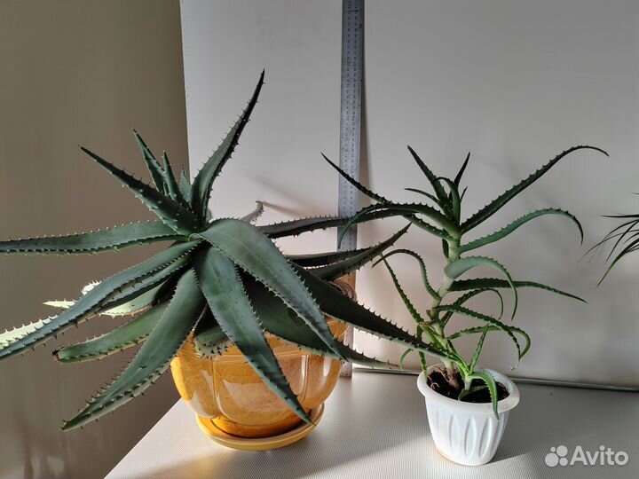 Алоэ, толстянка