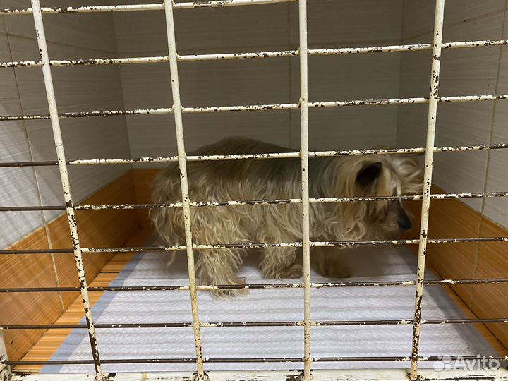 Найдена собака