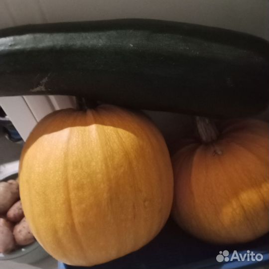 Тыква матильда, кабачки, картошка крупная