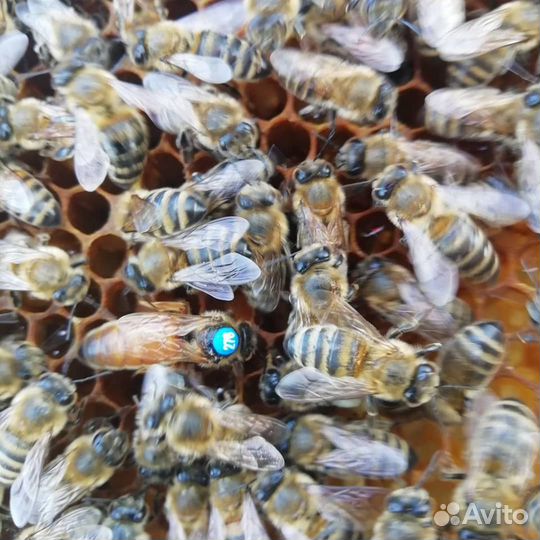 Пчёломатки матки плодные