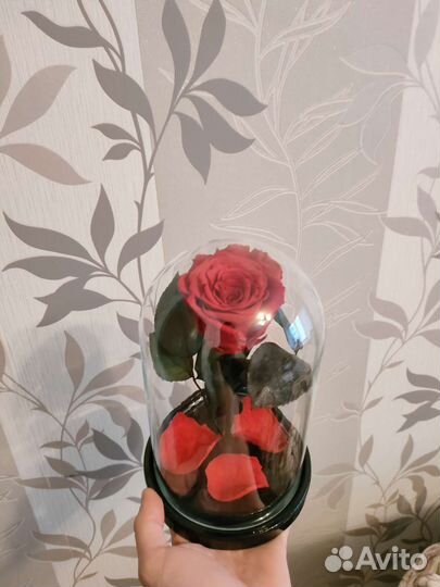 Живая роза в колбе Пенза