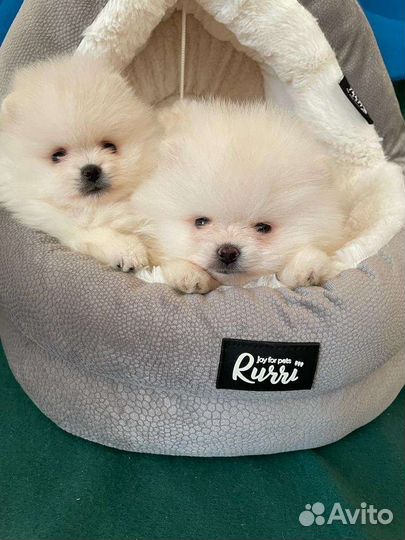 Померанский шпиц большой выбор щенков