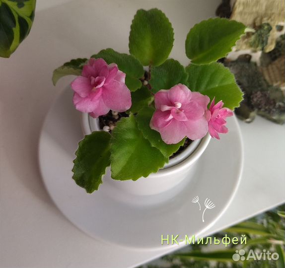 Фиалка нк-Мильфей