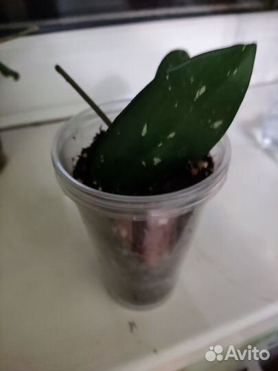 Хойя карноза