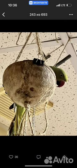 Ожереловый попугай