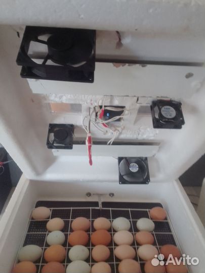 Инкубатор автоматический
