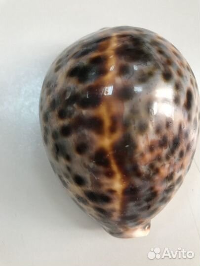 Улитка. - панцирь