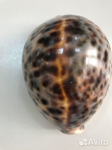 Улитка. - панцирь