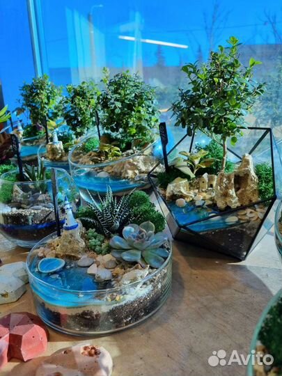 Флорариумы, необычные подарки, вместо букета