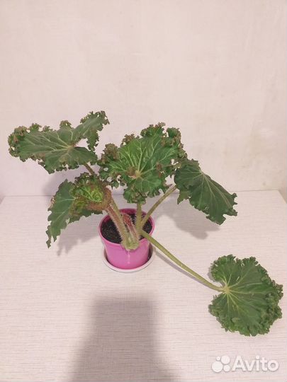 Бегония воротничковая Криспа