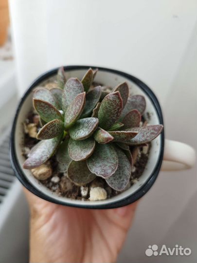 Адрамискус trigynus