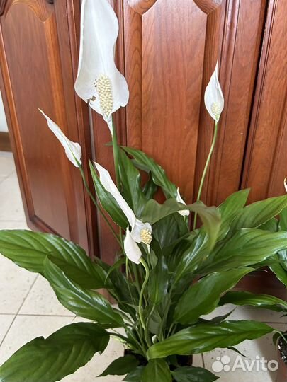 Спатифиллум крупноцветковый