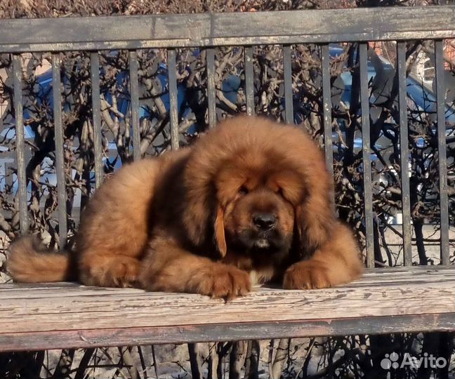 Тибетский мастиф
