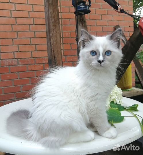 Клубный котенок рэгдолл