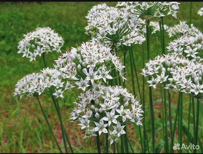 Лук многоярусный и другие луки