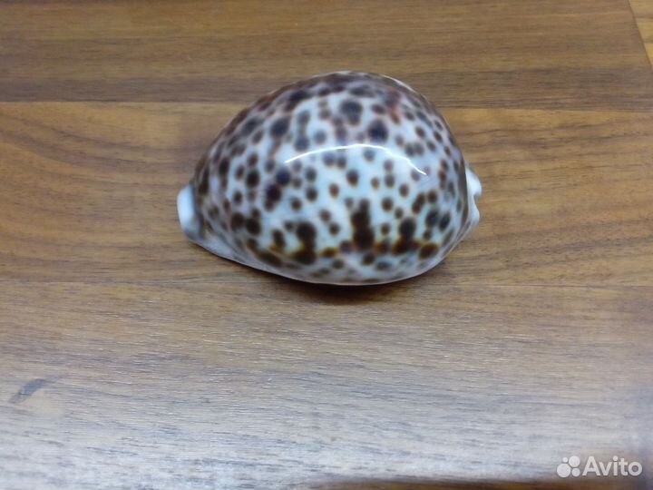 Ракушка