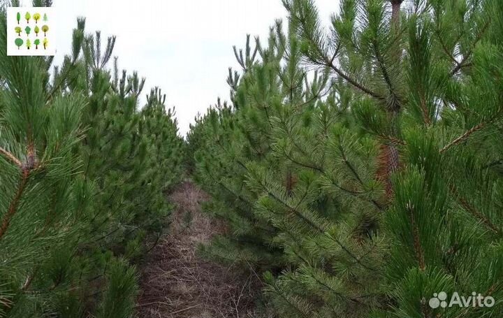 Крупномер сосна с гарантией