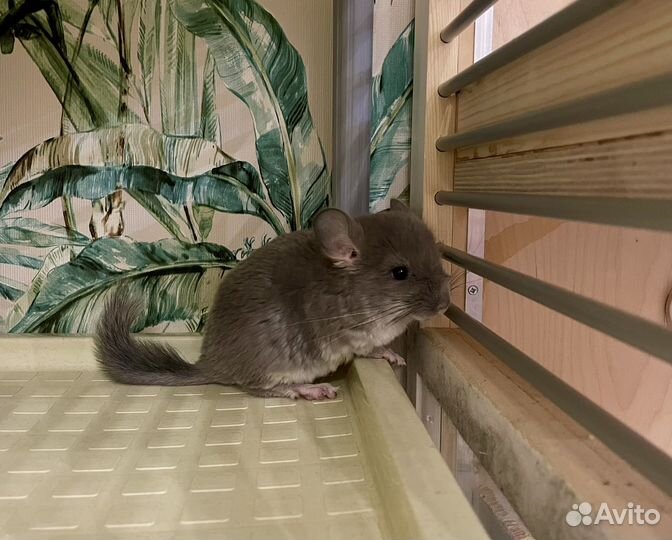 Щенки шиншиллы