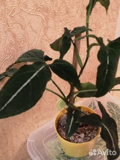 Сингониумы и сциндапсус