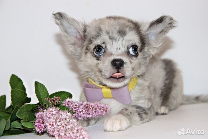 Нарядный пупсик