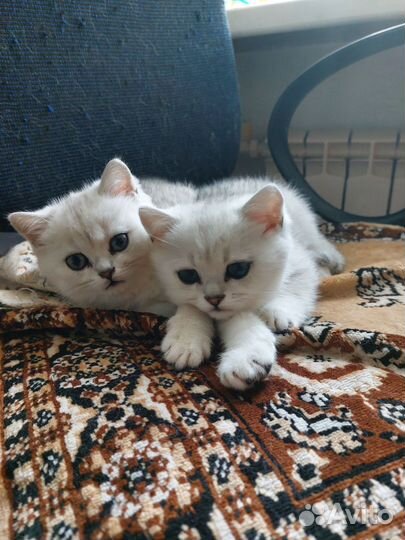 Британская