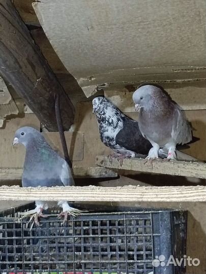 Голуби