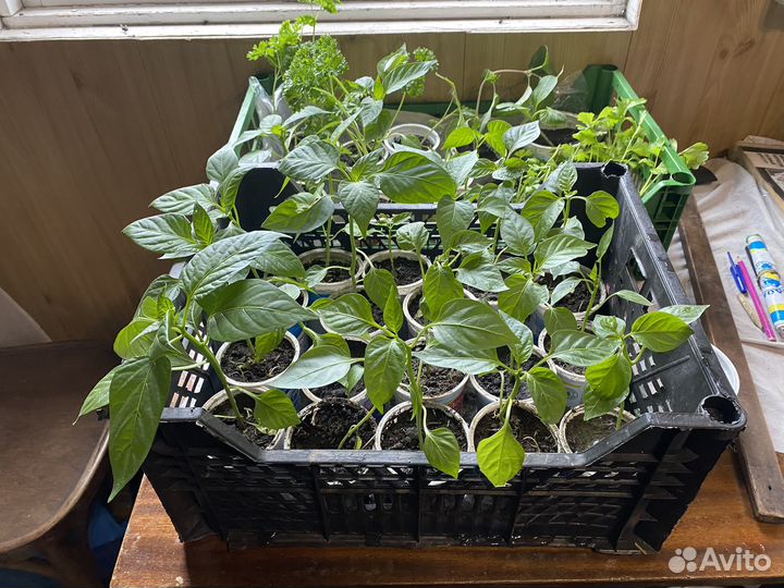 Рассада перцев