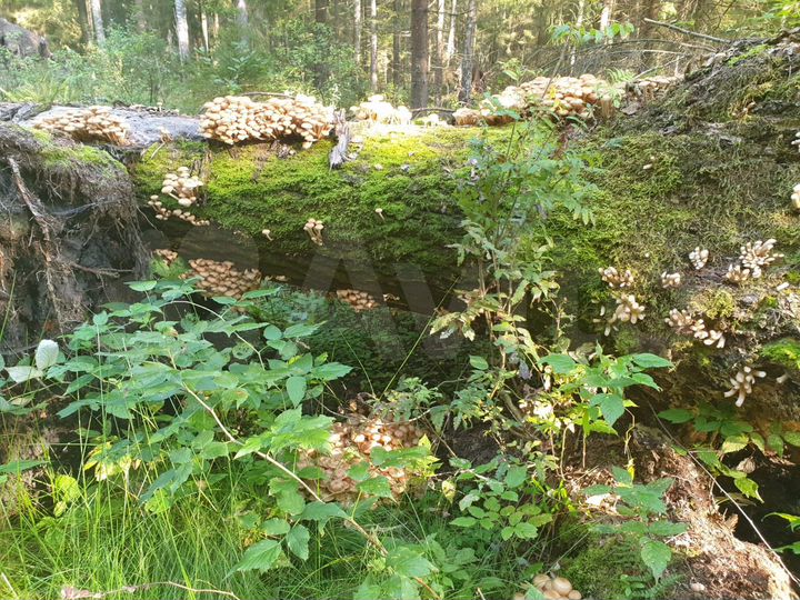 Участок 8,56 га (СНТ, ДНП)