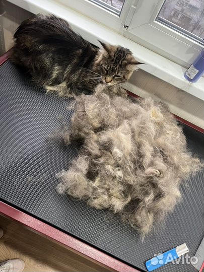 Груминг собак, кошек.Экспресс-линька,чистка зубов