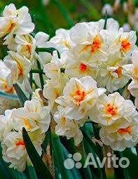 Сортовые нарциссы