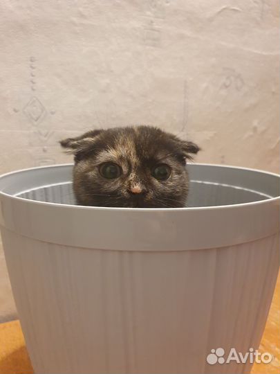 Праздничные коты