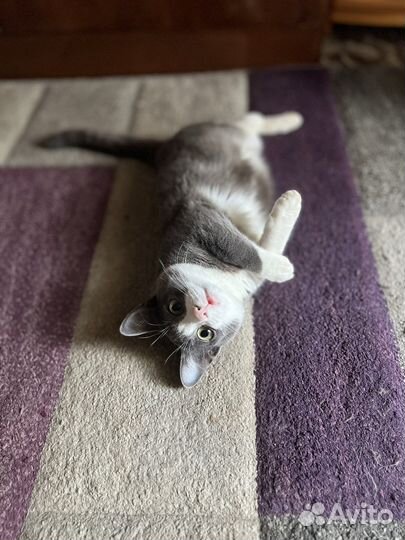 Отдам даром котёнка