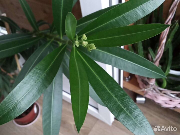 Олеандр, маранта, спатифилиум