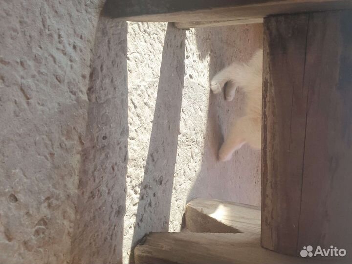 Котята самостоятельные)