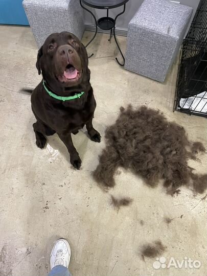 Груминг животных