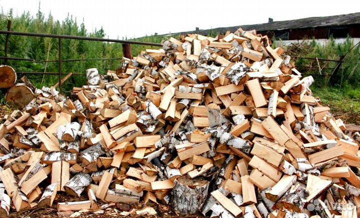 Береза на выбор