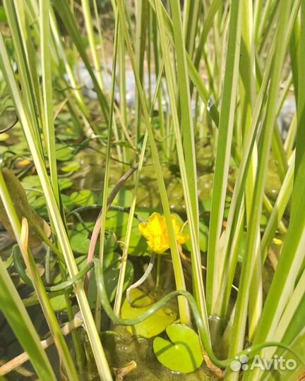 Растения для Пруда