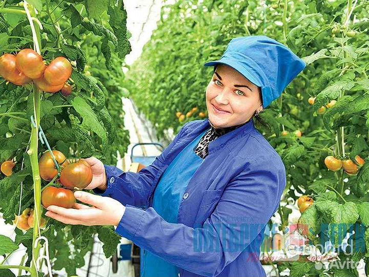 Овощевод в Липецкой области вахта