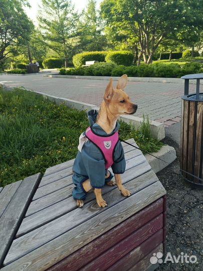 Русский той-терьер